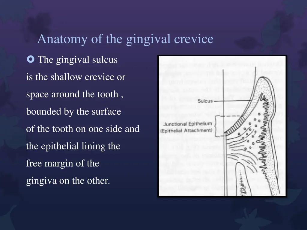 anatomy of the gingival crevice