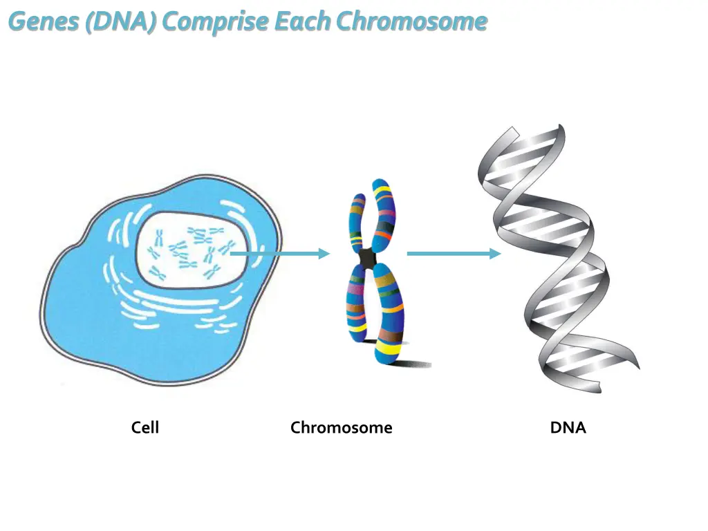 genes dna comprise each chromosome