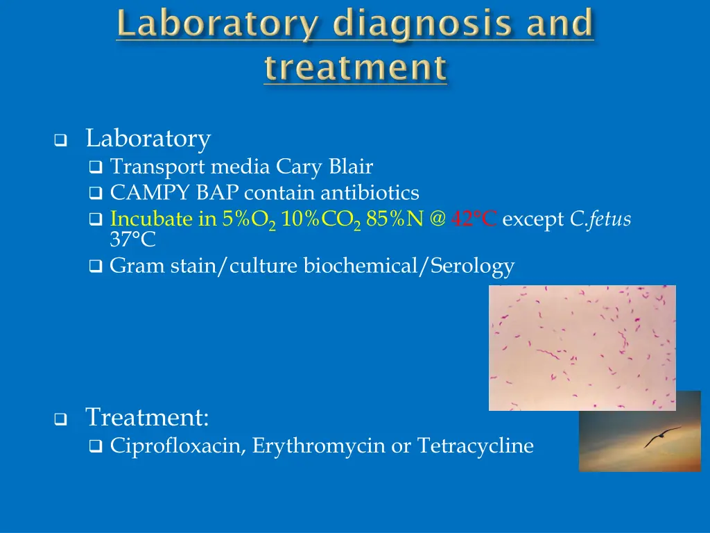 laboratory transport media cary blair campy