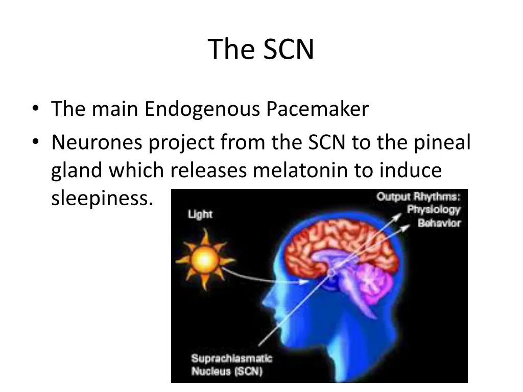 the scn