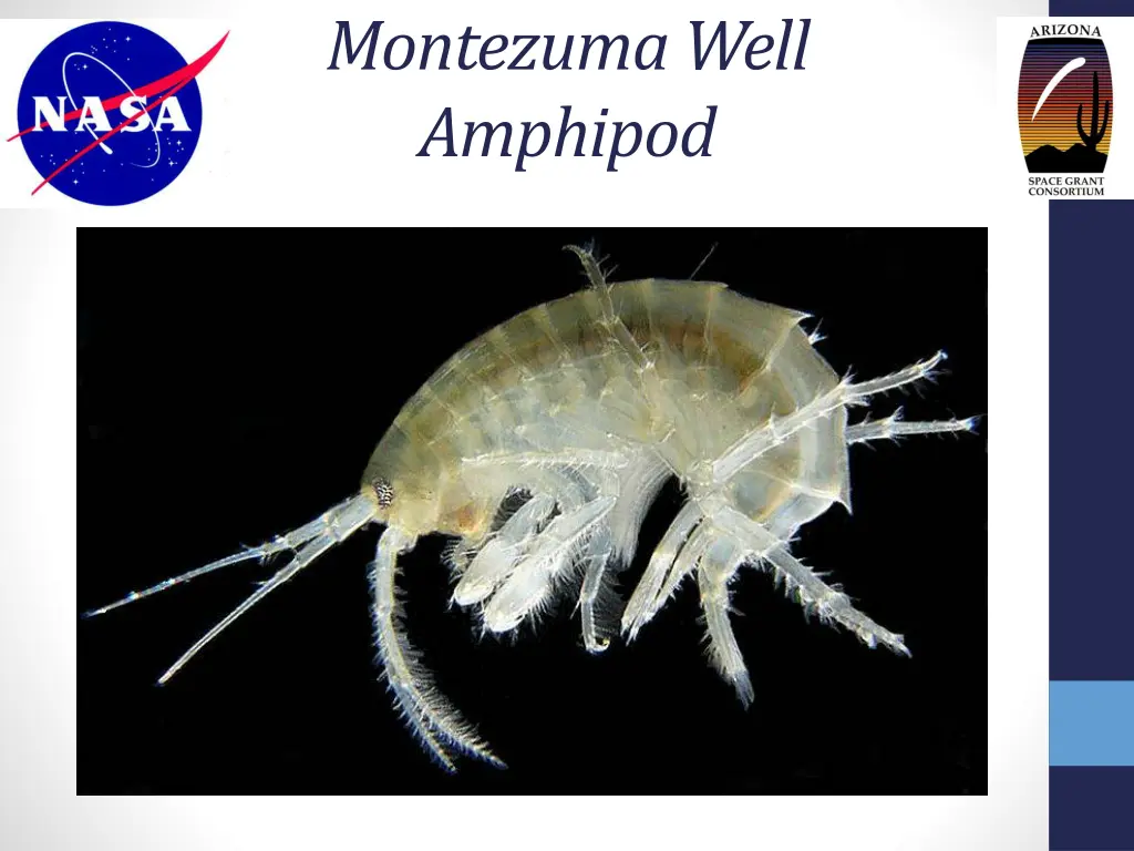 montezuma well amphipod