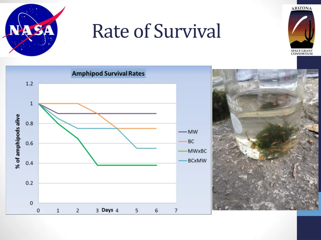 rate of survival