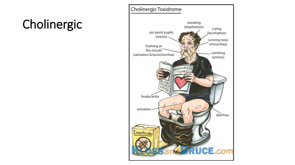 cholinergic cholinergic 1