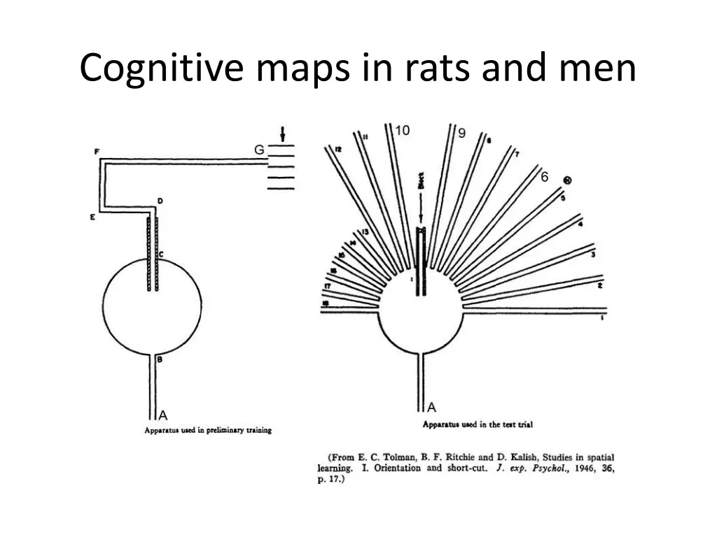 cognitive maps in rats and men