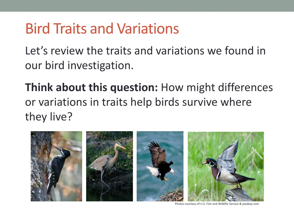 bird traits and variations