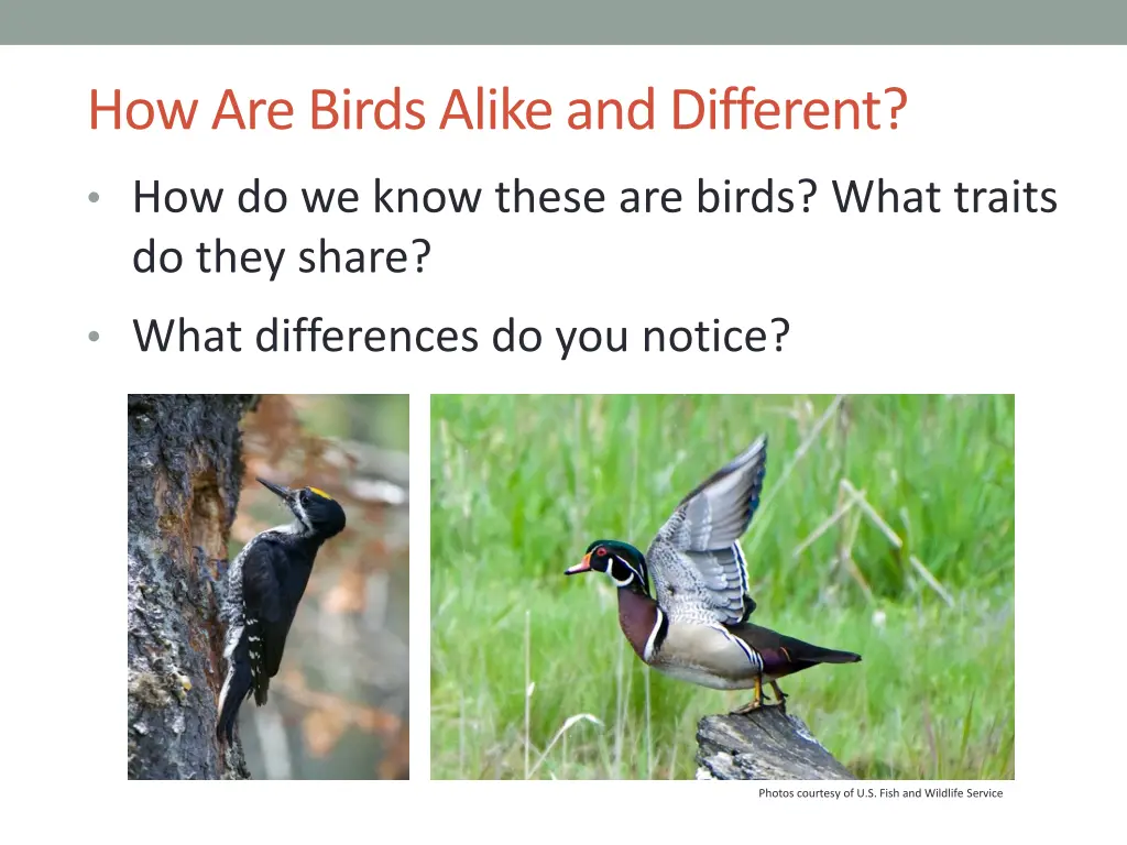 how are birds alike and different