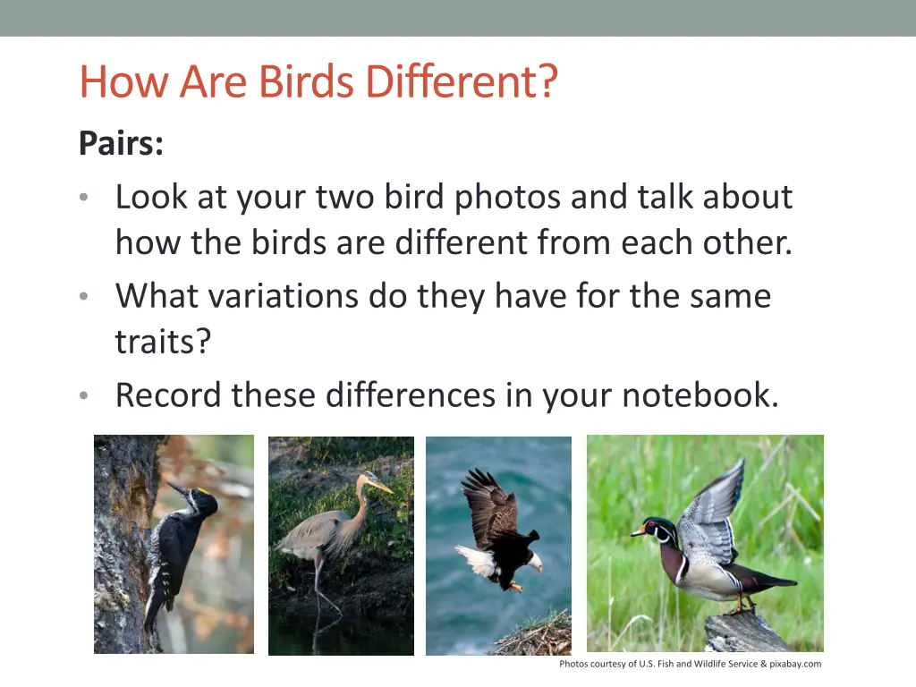 how are birds different pairs look at your