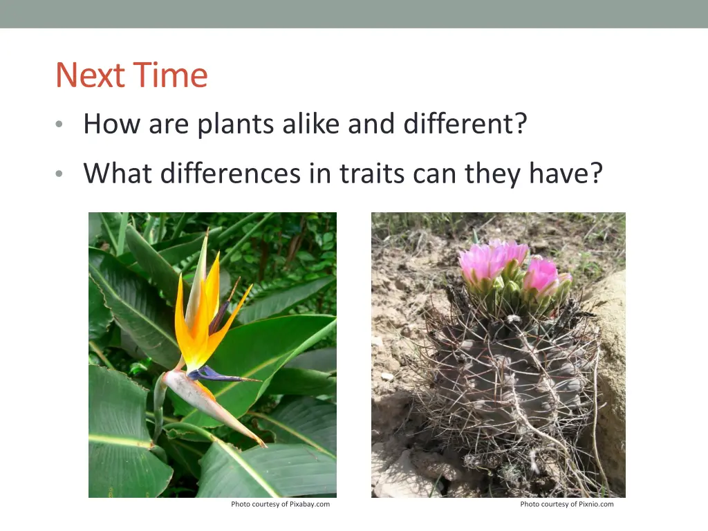 next time how are plants alike and different