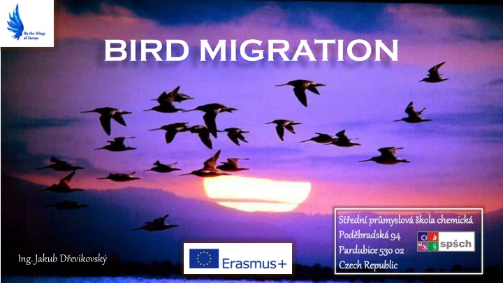 bird migration