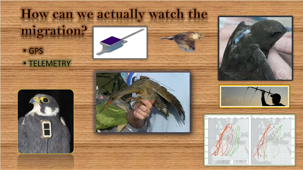 how can we actually watch the migration