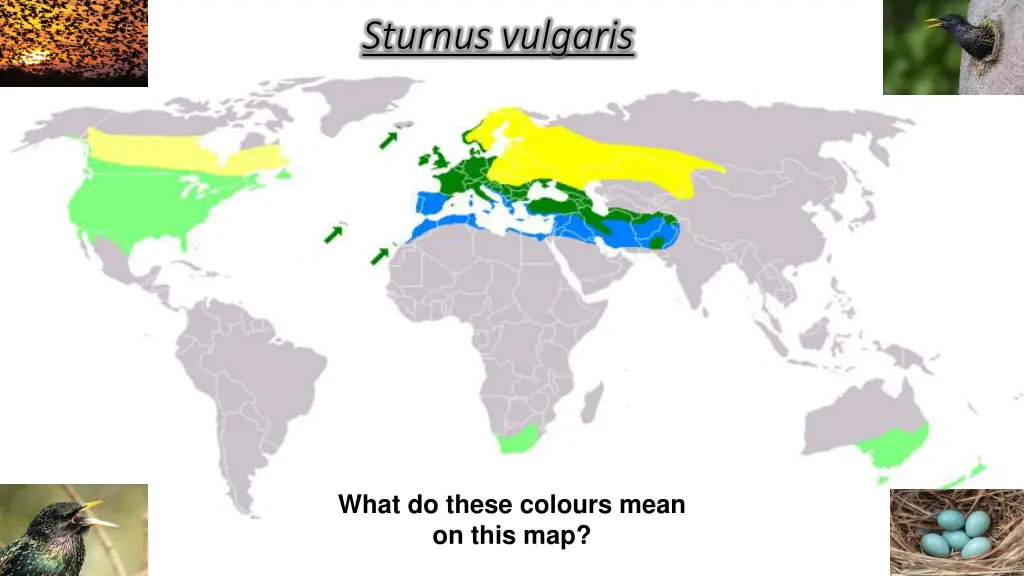 sturnus vulgaris