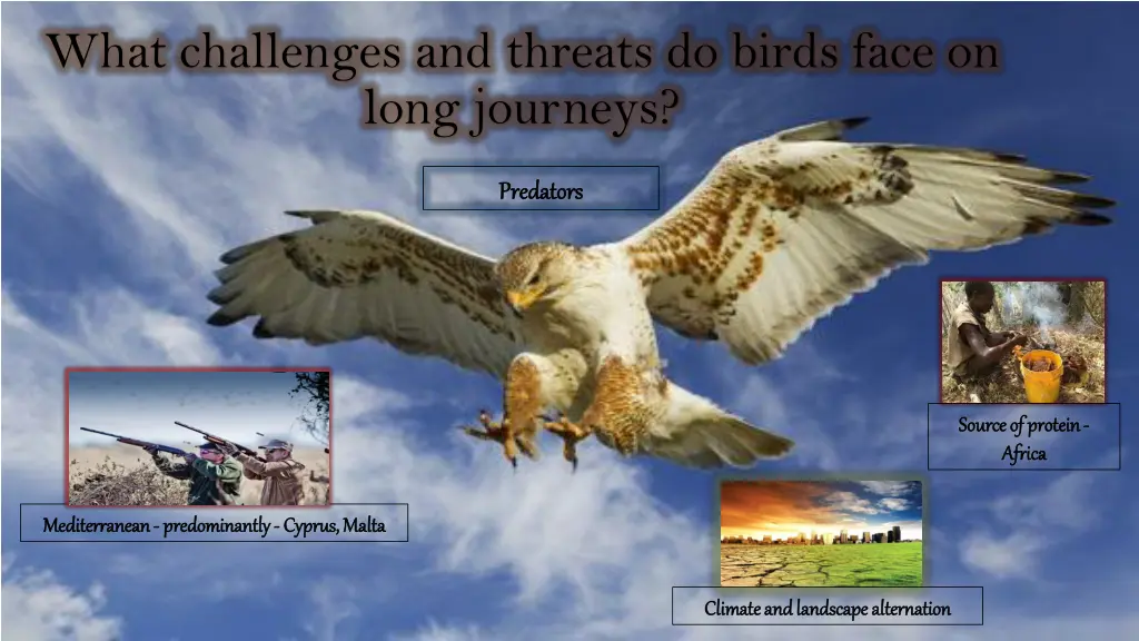 what challenges and threats do birds face on long