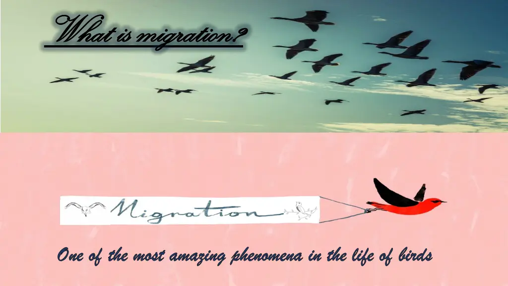 what what is is migration migration