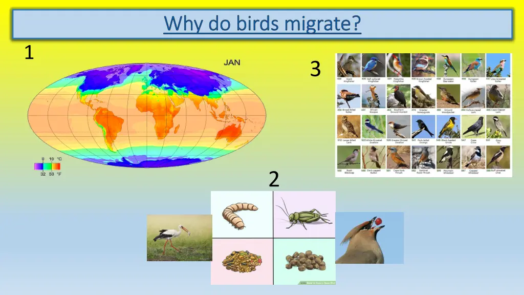 why do birds migrate