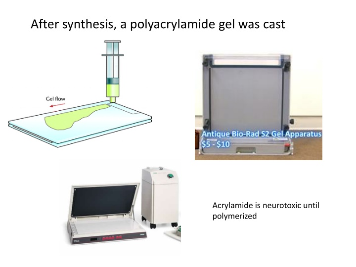 after synthesis a polyacrylamide gel was cast