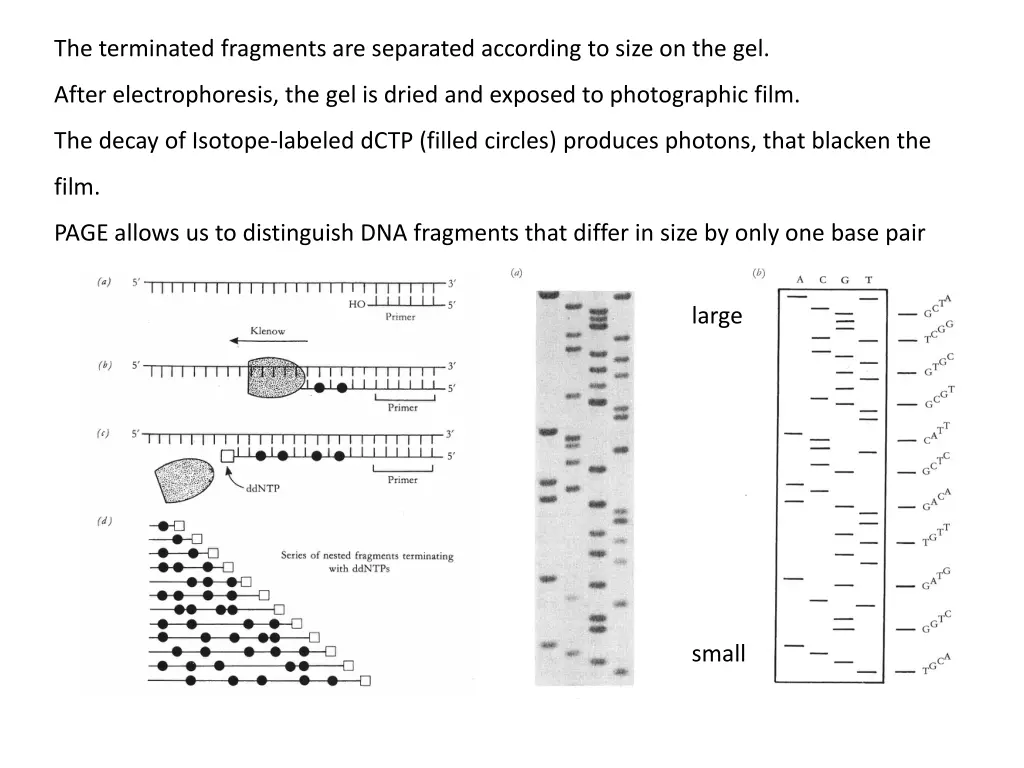 the terminated fragments are separated according