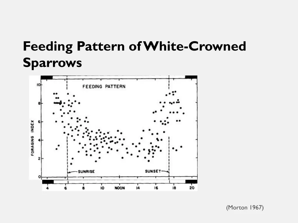 feeding pattern of white crowned sparrows