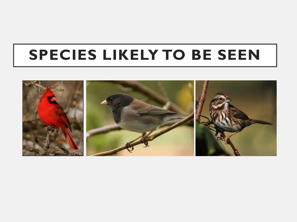 species likely to be seen