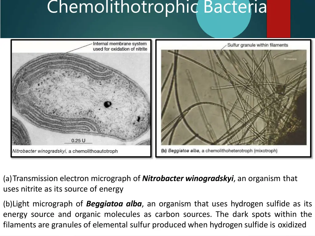 chemolithotrophic bacteria