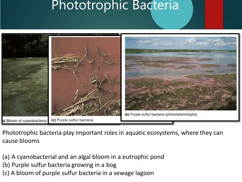 phototrophic bacteria