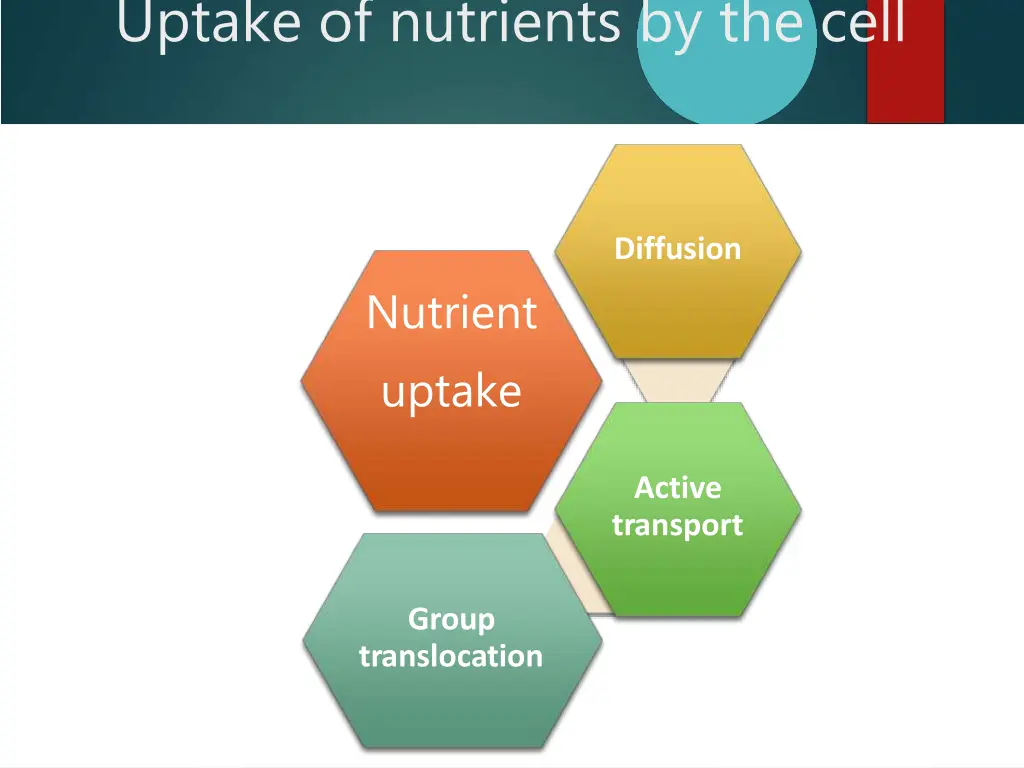 uptake of nutrients by the cell