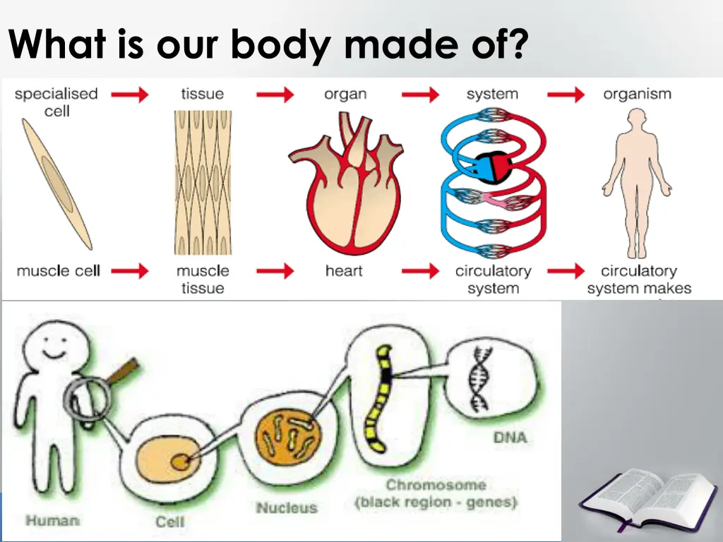 what is our body made of