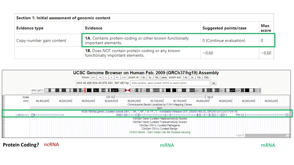 ncrna