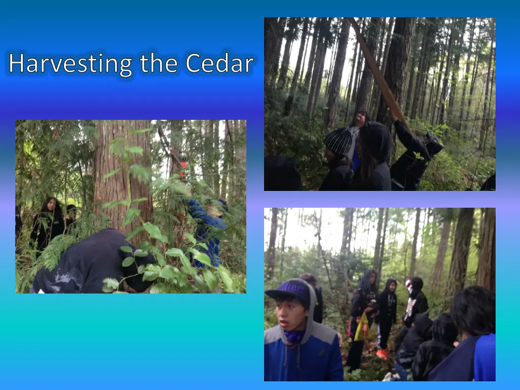 harvesting the cedar