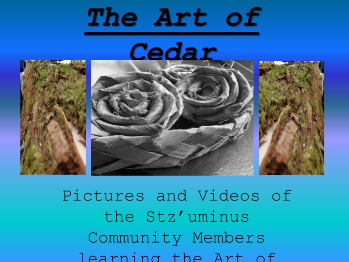 the art of cedar