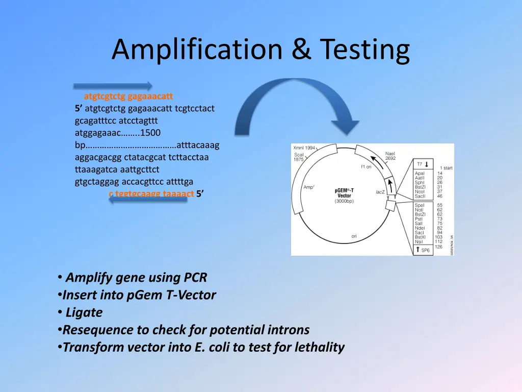 amplification testing