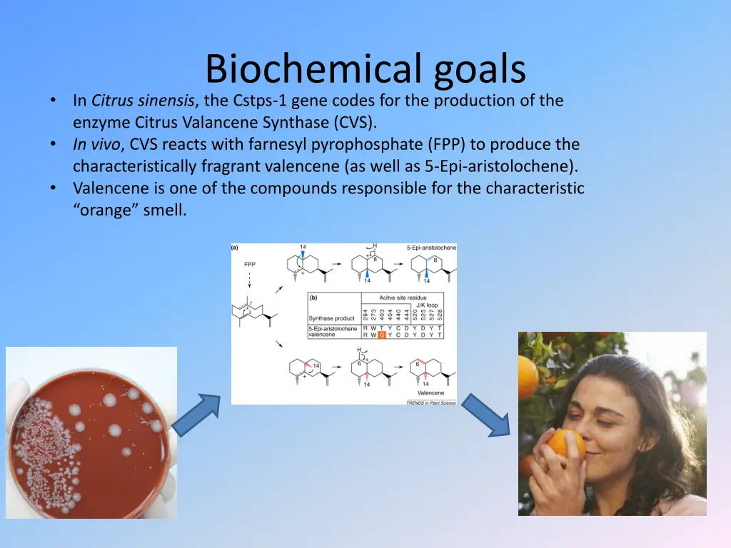 biochemical goals in citrus sinensis the cstps