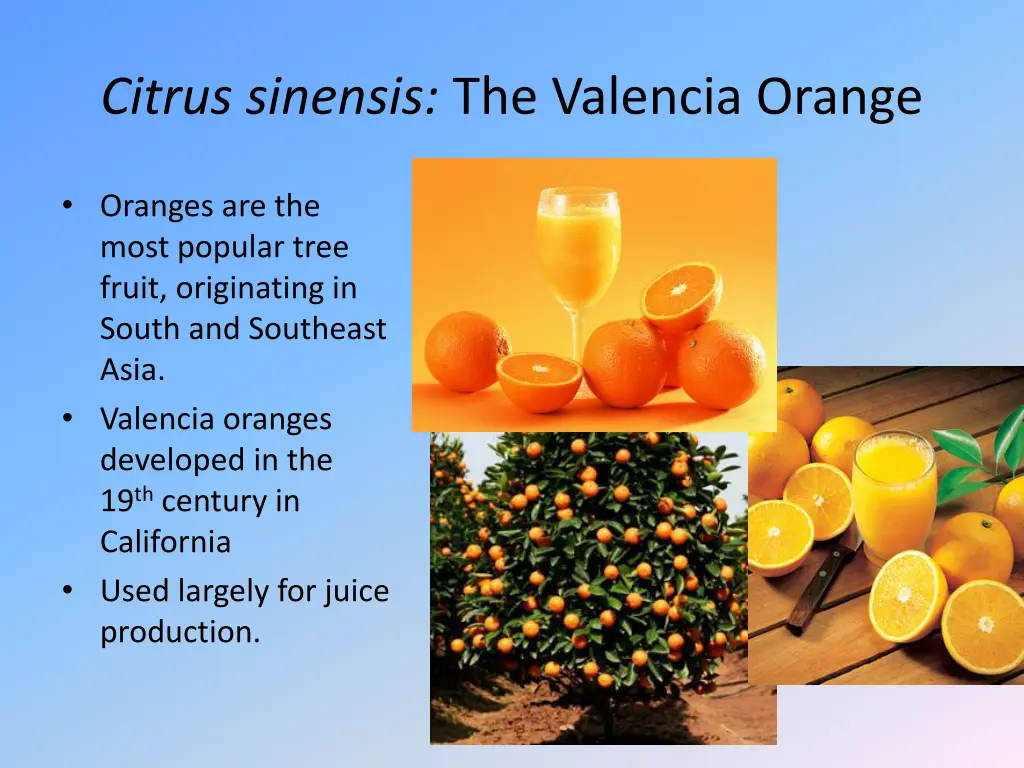 citrus sinensis the valencia orange