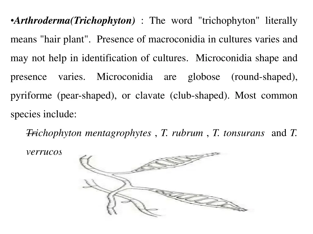 arthroderma trichophyton the word trichophyton