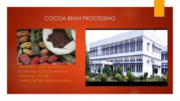 cocoa bean processing