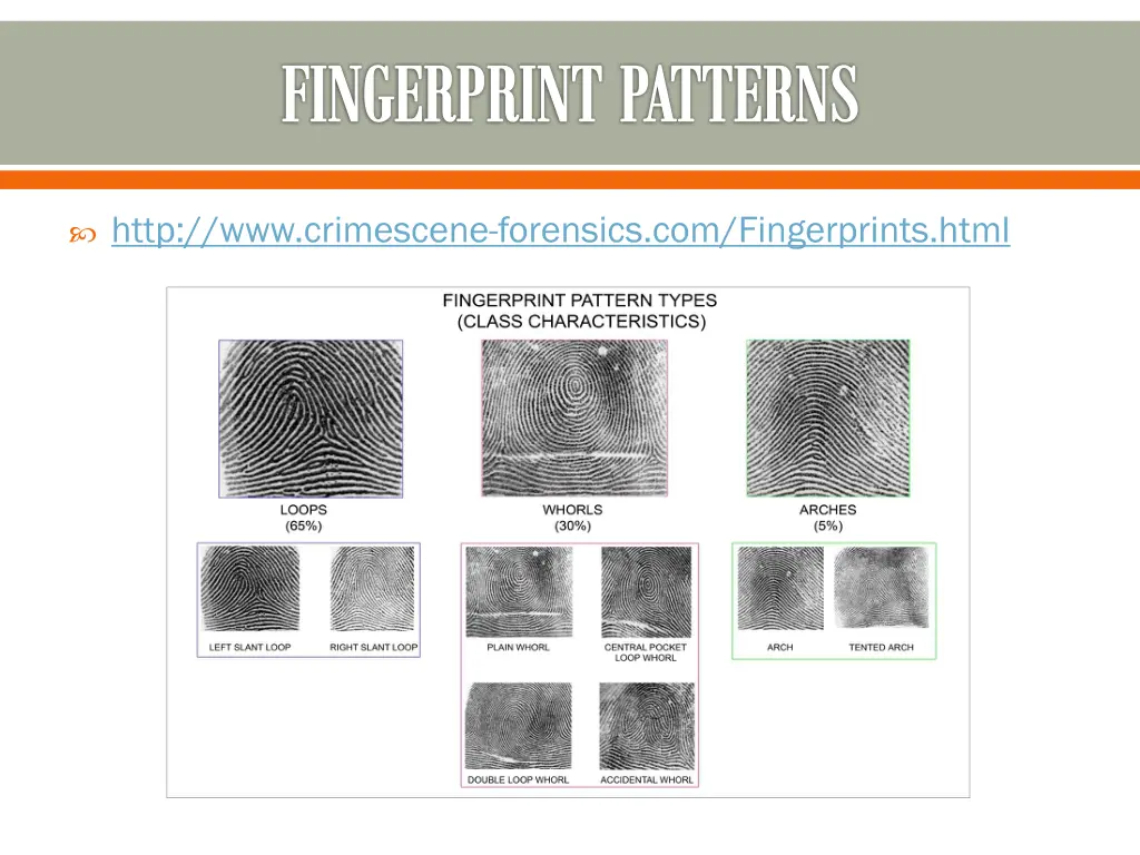 fingerprint patterns