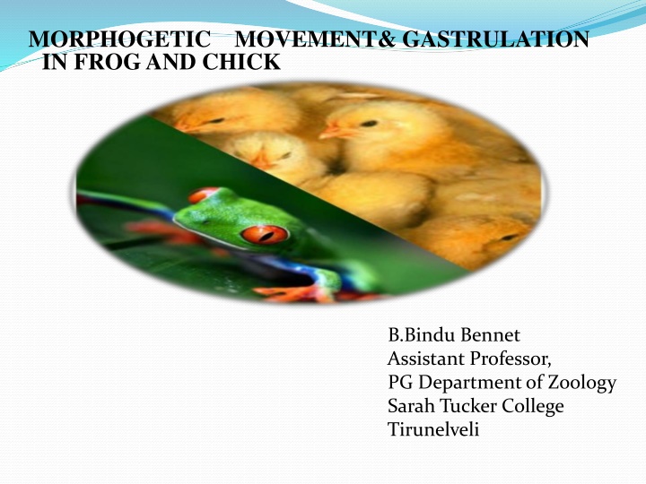 morphogetic movement gastrulation in frog