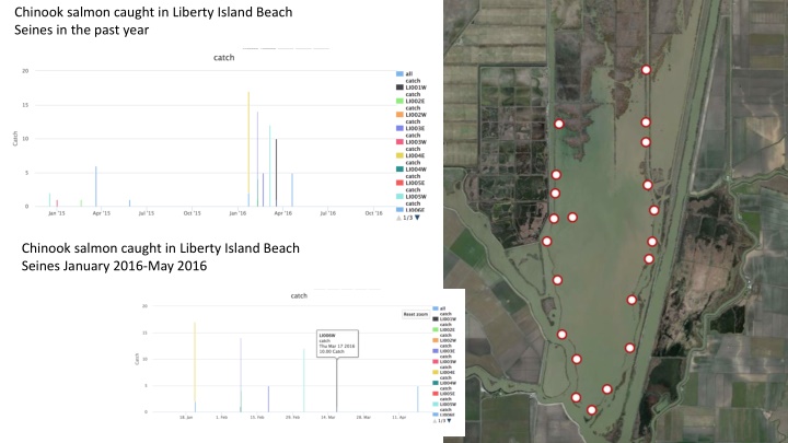 chinook salmon caught in liberty island beach