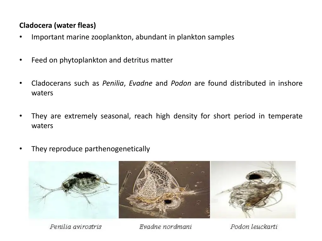 cladocera water fleas important marine