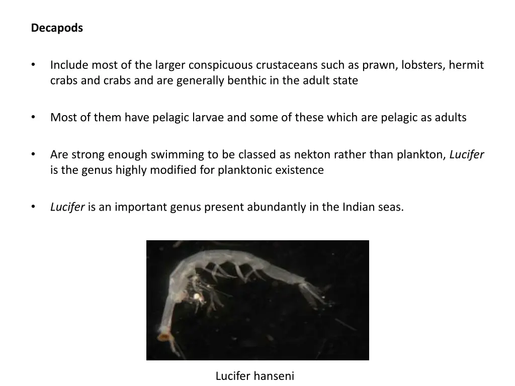 decapods