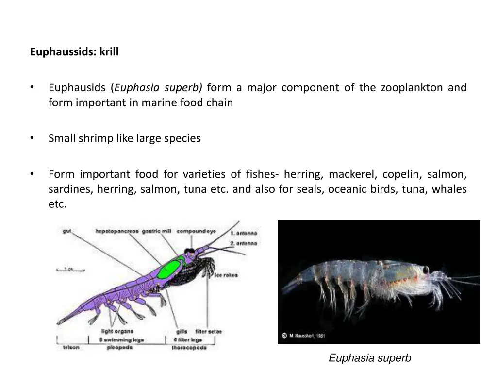 euphaussids krill