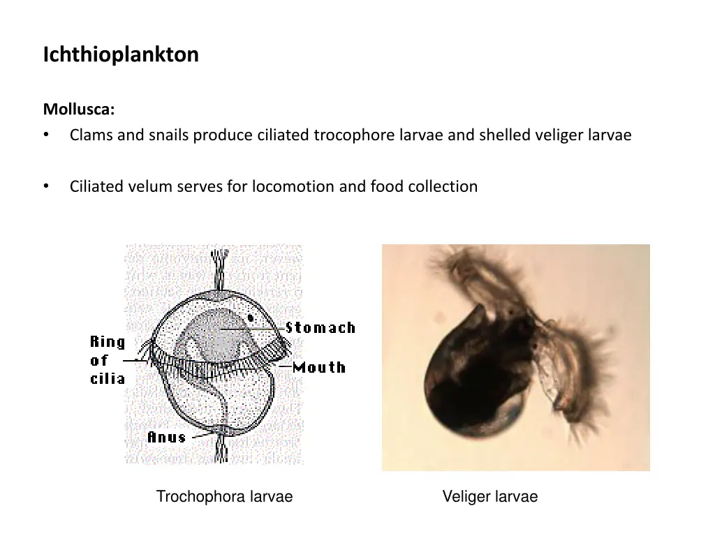 ichthioplankton