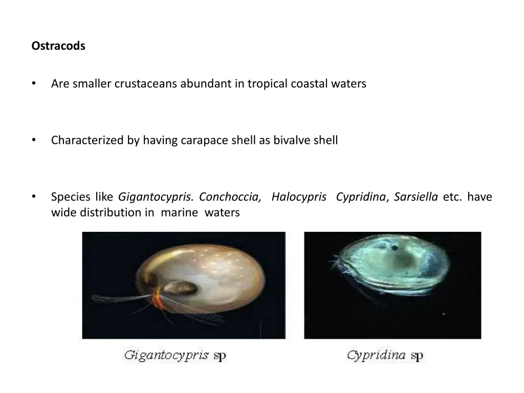 ostracods