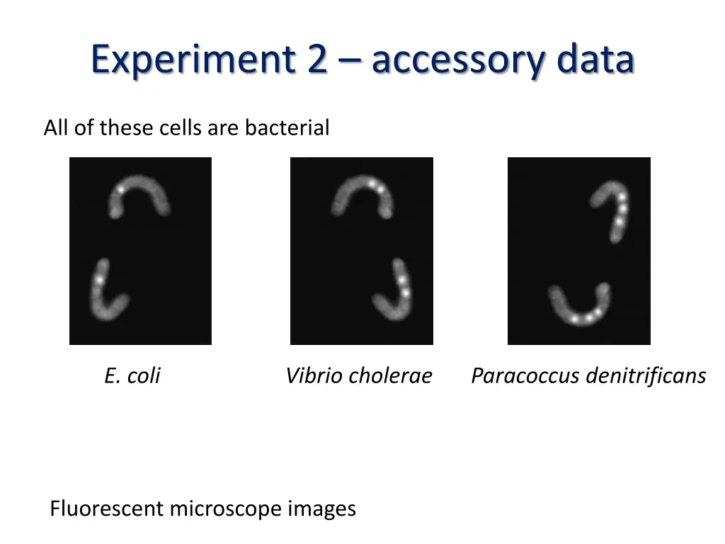 experiment 2 accessory data