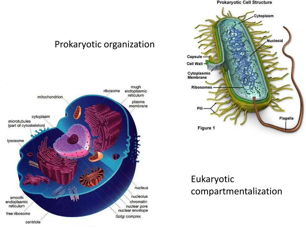 prokaryotic organization