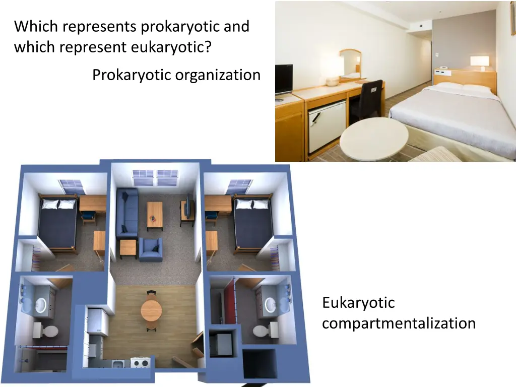 which represents prokaryotic and which represent