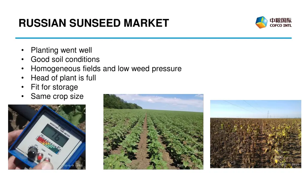 russian sunseed market