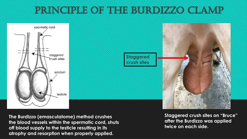 principle of the burdizzo clamp principle