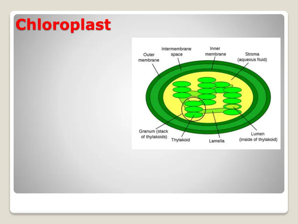 chloroplast