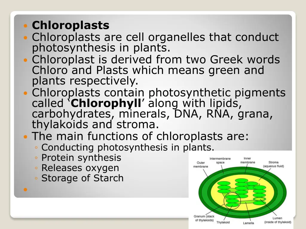 chloroplasts chloroplasts are cell organelles