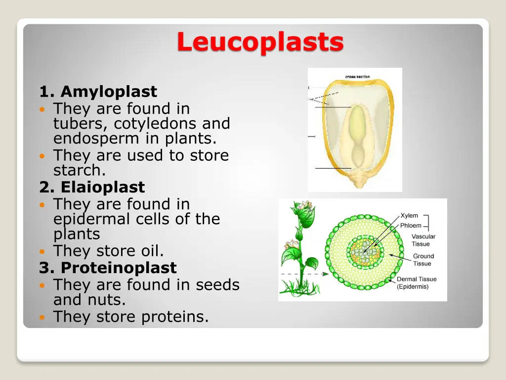 leucoplasts